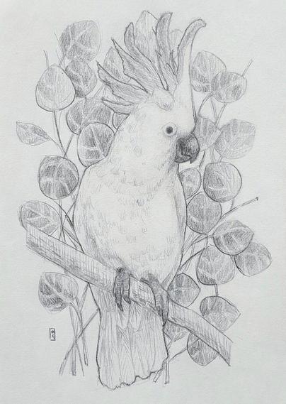 A pencil drawing of a cockatoo bird with eucalyptus branches in the background. Cockatoos are among the most well-known and loved members of the parrot family. They are found in Australia and the smaller island countries to the north and west, and they live in forested areas of all types, from eucalyptus groves to pine forests and rainforests.
An original art work
Graphite pencil on acid free white artist paper
Size A5 (21cm x 14.5cm)
Sold unframed