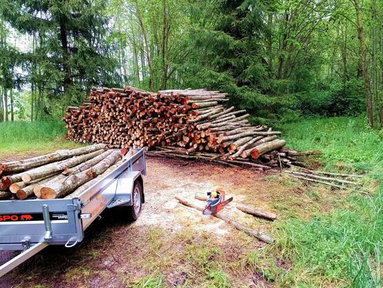 Origin pile of logs in the forest, stacked on some smaller logs. A trailer is laden with more logs. On the ground are two logs serving as cutting station. A very old, recently restored chainsaw rests amidst a pile of sawchips, yellow earmuffs on top. Everything is wet.