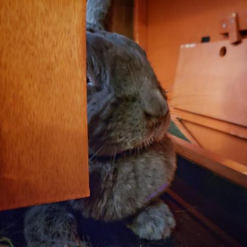 Small grey rabbit partially hidden behind an arch in her hutch. Her nose and dewlap are visible but her eye is hidden. If she can't see you, you can't see her.
