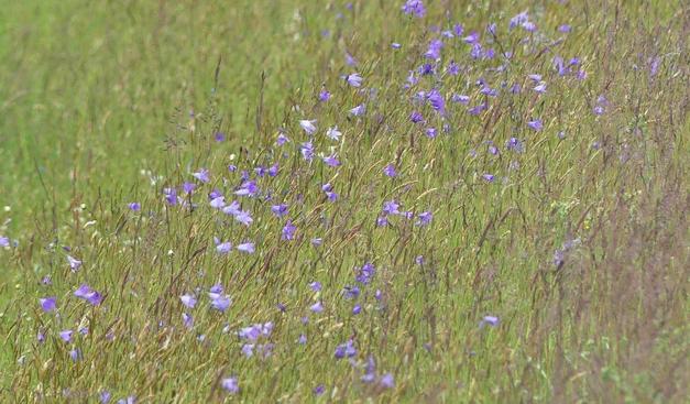 viele Glockenblumen zwischen wogendem Gras