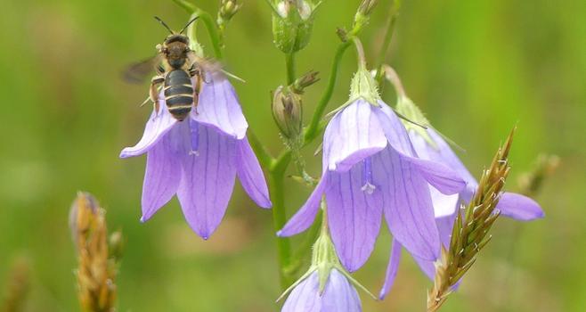 eine Biene startet gerade von einer Glockenblumenblüte
