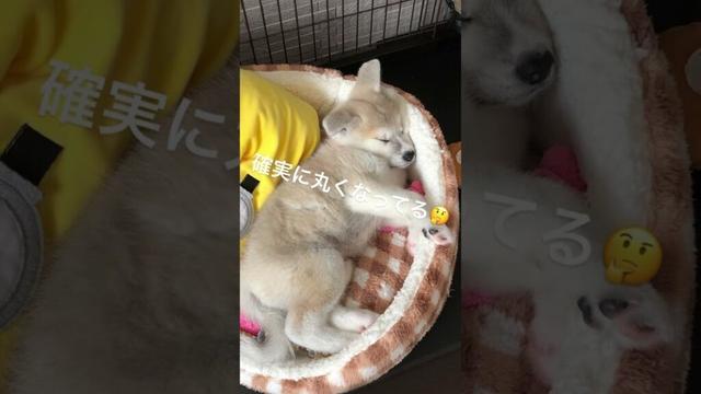 #akitainu 秋田犬の子犬、2ヶ月で成長しすぎな件