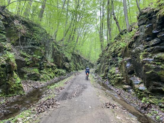 A cyclist is riding on a packed-dirt rail trail path that has signs of erosion and muddification. There are rock walls on either side of the path, and the rocks are wet and covered in green moss, grasses, and ferns. There are trees above the rocks and the image looks like the rectangle is segmented into four triangles, the bottom triangle is the path and rider, the left and right triangles are rock walls, and the top triangle is a canopy of trees.