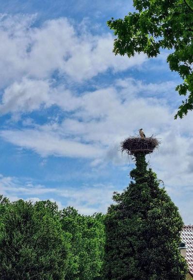 Ein Storchennest mit einem Storch auf einem Pfahl, der hinter einem alten Baum nicht zu sehen ist, sodass es aussieht, als befinde sich das Nest auf der Baumspitze.