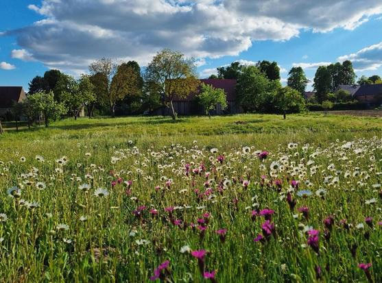 Eine üppig blühende wilde Wiese mit pinkfarbenen und weißen Blumen im Vordergrund, dahinter eine Reihe alter Bauernhöfe und grüner Bäume unter einem blauen Himmel mit einigen Wolken.