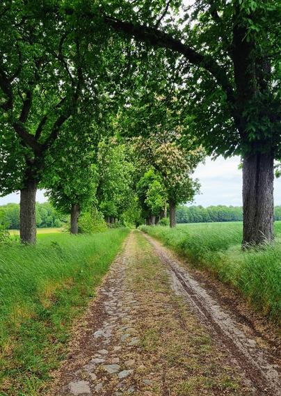 Eine typische alte Brandenburger Alleestraße mit einer Mischung aus Kopfsteinpflaster, Gras und Sand, auf beiden Seiten flankiert von saftig grünen Bäumen und Wiesen. Am Horizont ist ein Waldrand unter einem graublauen Himmel zu erkennen.