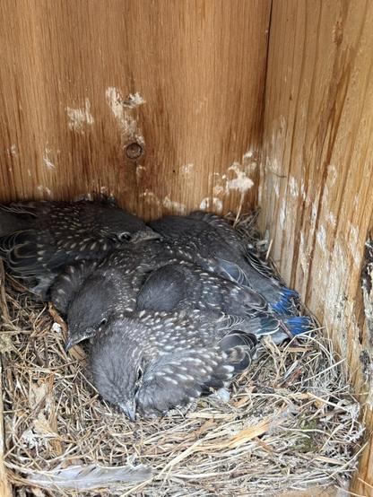 Five mostly feathered eastern bluebirds packed into a large nesting box