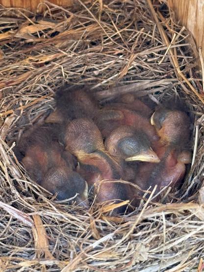 Five fuzzy eastern bluebirds, nestled all together, mostly nude eyes are still closed
