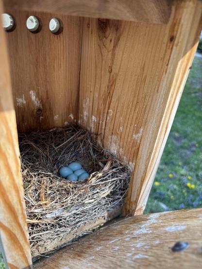 Five beautiful blue eggs in the nest box