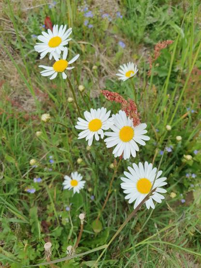 Eine Blumenwiese mit Blüten von Sauerampfer, Mageriten und Ehrenpreis.