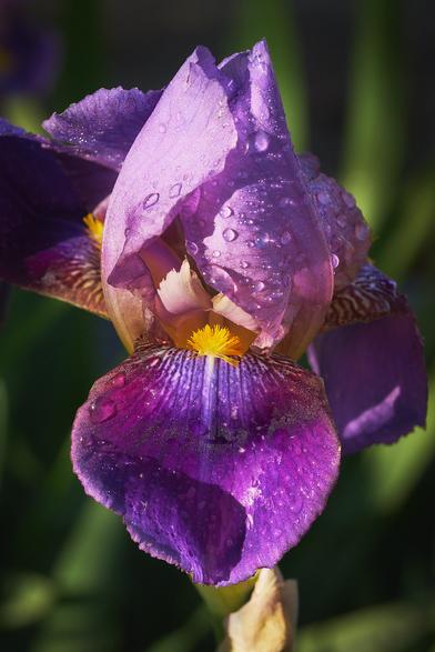 A close-up of a purple iris flower with dewdrops on its petals, highlighting its vibrant colors and yellow center.