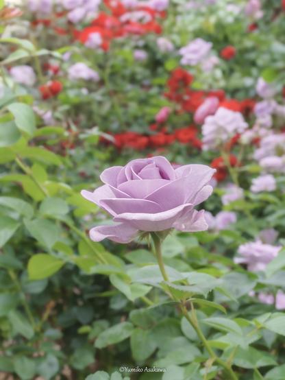 淡いパープルの薔薇