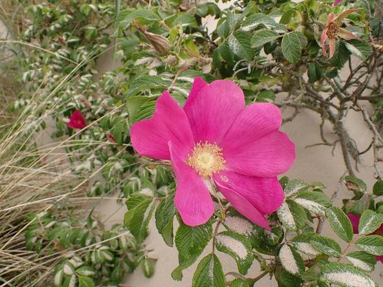 Japanese Rose. Big pink flowers, there were white too. I know these can take over a bit in the dunes but I do like them.