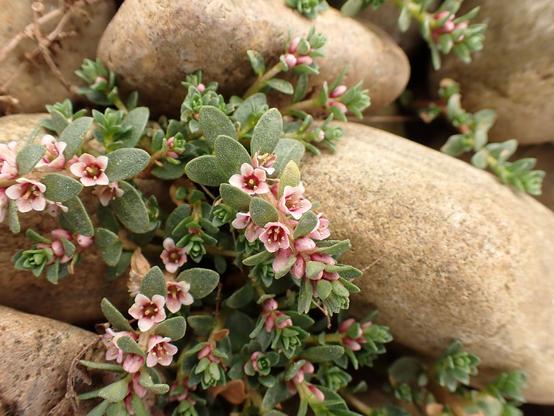 Flower of the day was Sea-milkwort. I love these tiny pink flowers growing in the pebbles.