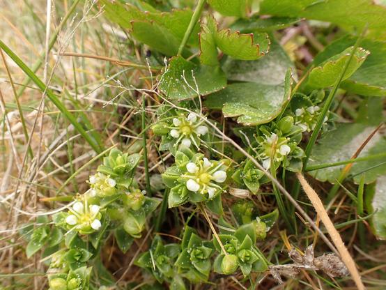 White flowers of Sea Sandwort. I love the leaves on these. I think this is the first time I've seen them in flower. Leaves of Scots Lovage behind.