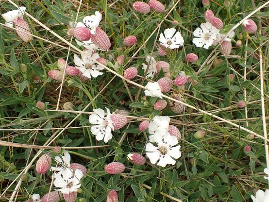 White flowers of Sea Campion. A proper nice seaside flower.