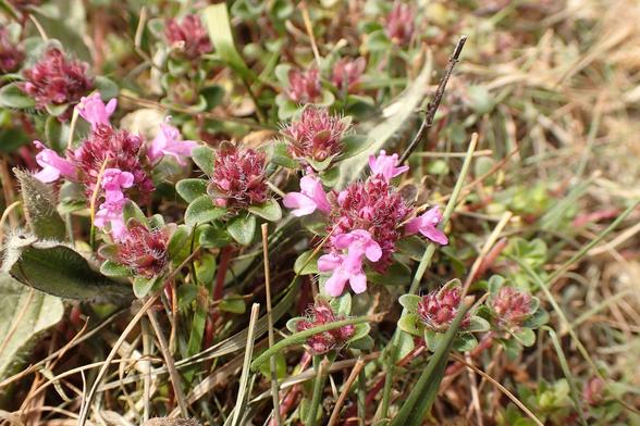 Wild Thyme. I do like to find these on a day at the seaside. Tiny pink flowers.