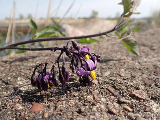 Bittersweet at Nairn harbour. Purple flower of the nightshade family   same as a tattie.