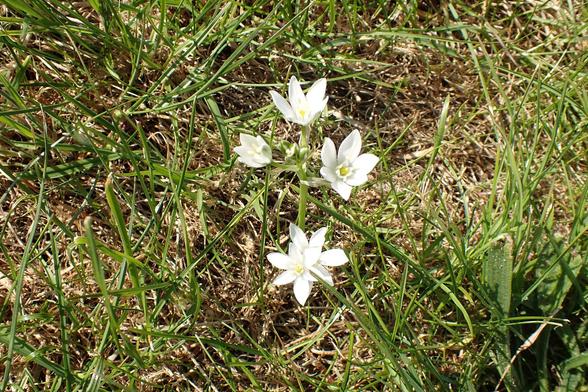 Star-of-Bethlehem. Big white star shaped flowers. It's always down the beach when I come across these naturalized flowers. They do catch the eye.