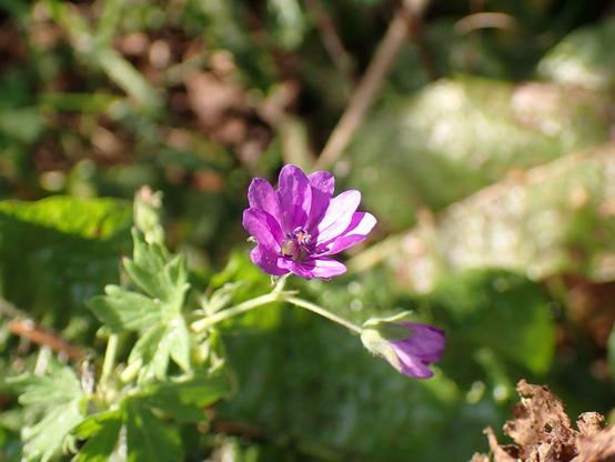 Pink/purple flowers of Hedgerow Crane's-bill catching the afternoon sunshine.