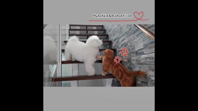 【マンチカン&ビションフリーゼ】もふ犬にイライラする短足猫 【犬と猫、両方飼ってると毎日かわいい♥】
