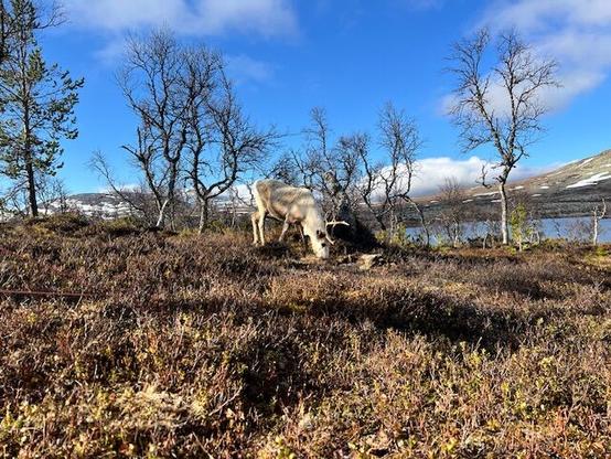 A reindeer grazing in front of my tent.