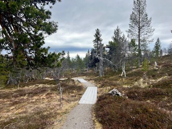 Trail leading through sparse birch forest. It’s early spring, so no leaves yet. Looks more like late fall. But no snow here.
