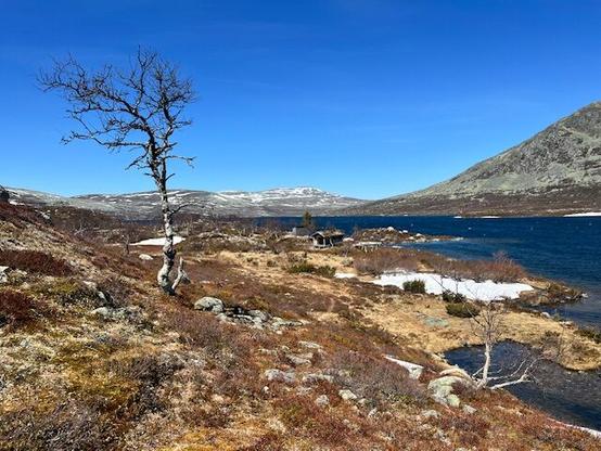 View of a single tree by a lake. This is just at the border of kalfjället. There’s still some bits of ice on the lake. A mountain on the other side. Landscape brown as on the other images.