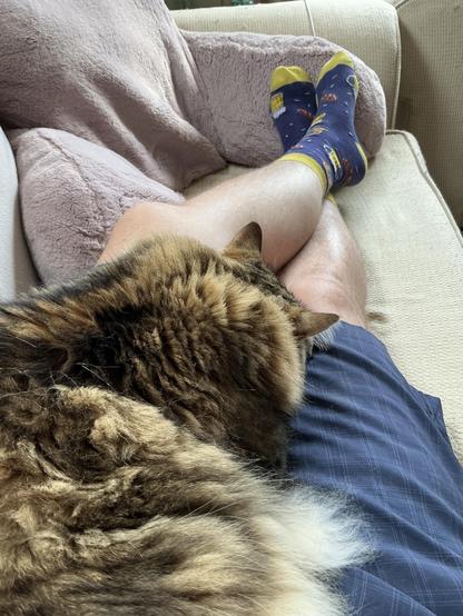 A large fluffy tabby cat lies on my outstretched legs.