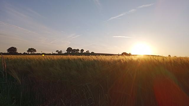Ein weitläufiges Kornfeld in voller Fahrt mit dem Fahrrad. Am Horizont eine Baumreihe und der goldene Sonnenuntergang. Die Sonne blendet stark.
