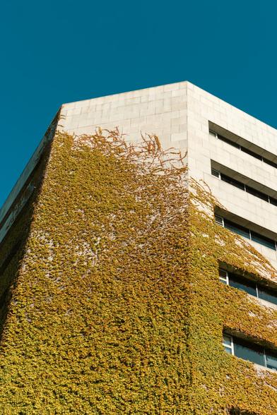 vine overtaking a modern-looking building in Dublin