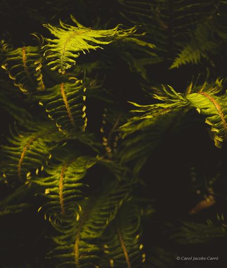 A photo, in shades of yellow green fading into black, of almost completely unfurled sword fern leaves processed for drama:  looking down on a clump of almost completely opened sword fern leaves is like looking down a tunnel full of strange millipedes.  The curled tips look like feet, the leaf connections to the stems look like legs, and they appear to be hurling themselves down a dark vortex. The warm yellow light strikes the tops and tips of the leaves . At the top of the photo two leaves can be seen in more detail, and look like real leaves with a few raindrops pearling on their surface.