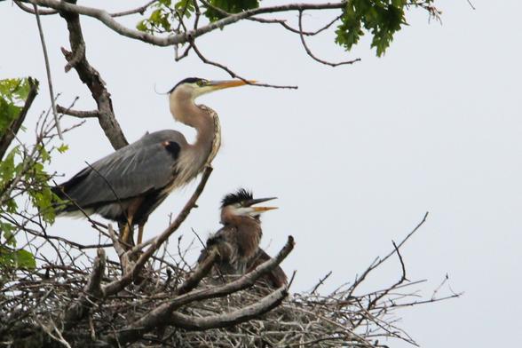 Photograph of an adult and a juvenile great blue heron in the heron rookery at Kensington Metropark in Milford, Michigan. The adult heron is standing in the nest looking to the right while the smaller juvenile also standing in the nest with a mohawk-like fringe of feathers across the top of its head. The juvenile heron's bill is open because it is undoubtedly telling its mother, "Johnny Rotten never had to put up with regurgitated sunfish. Johnny Rotten ate only the finest regurgitated salmon and trout!"