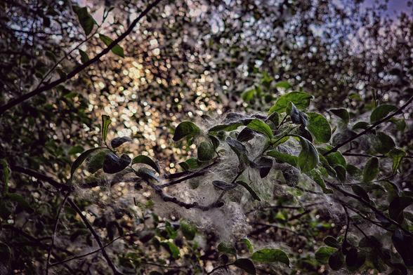 A close-up photograph captures the delicate, cottony seeds of a willow tree clinging to slender branches. The background is softly blurred with a bokeh effect, drawing focus to the feathery textures of the seeds and the subtle green hues of the leaves. The overall lighting is soft and diffused, highlighting the intricate details of the natural scene