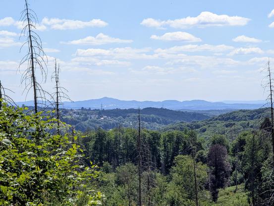 Blick vom Tütberg (212m) im Königsforst. Ein paar abgestorbene Bäume im Vordergrund, im Mittelgrund baumbewachsene Hügel und im Hintergrund das Siebengebirge im Dunst. Der Himmel voller weissen Wolken.