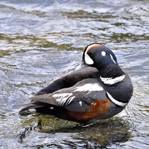 A male Harlequin duck with striking black and white and orange markings sits on a rock in water.
