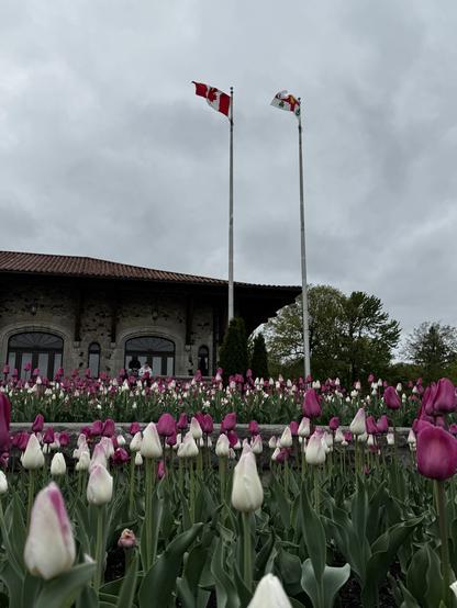 An arranged patch of purple and white tulips at the Kondiaronk Lookout. We can see the Mount Royal Chalet with its red roof. There’s two flags flying in the wind, the Canadian flag 🇨🇦 on the left and Montréal’s flag on the right. 
- - -
Des tulipes violettes et blanches au belvédère Kondiaronk. Nous pouvons voir le chalet du mont Royal avec son toit rouge. Il y a deux drapeaux flottant dans le vent, le drapeau canadien 🇨🇦 à gauche et le drapeau de Montréal à droite.