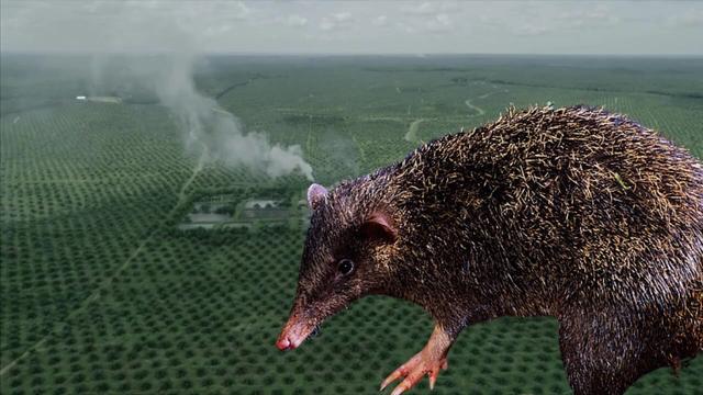 The David’s Echymipera is a tiny cute forest floor dwelling #marsupial scurrying through #PapuaNewGuinea's forests eating #insects. #Endangered by #deforestation and hunting, help them when you #Boycott4Wildlife @palmoildetect https://wp.me/pcFhgU-sE?utm_source=mastodon&utm_medium=Palm+Oil+Detectives&utm_campaign=publer