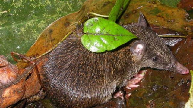 The David’s Echymipera is a tiny cute forest floor dwelling #marsupial scurrying through #PapuaNewGuinea's forests eating #insects. #Endangered by #deforestation and hunting, help them when you #Boycott4Wildlife @palmoildetect https://wp.me/pcFhgU-sE?utm_source=mastodon&utm_medium=Palm+Oil+Detectives&utm_campaign=publer