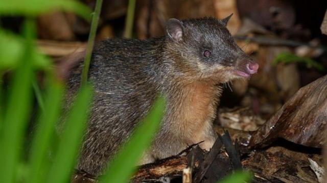 The David’s Echymipera is a tiny cute forest floor dwelling #marsupial scurrying through #PapuaNewGuinea's forests eating #insects. #Endangered by #deforestation and hunting, help them when you #Boycott4Wildlife @palmoildetect https://wp.me/pcFhgU-sE?utm_source=mastodon&utm_medium=Palm+Oil+Detectives&utm_campaign=publer