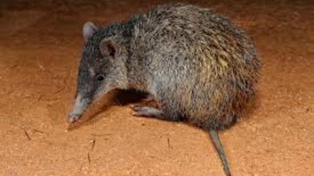 The David’s Echymipera is a tiny cute forest floor dwelling #marsupial scurrying through #PapuaNewGuinea's forests eating #insects. #Endangered by #deforestation and hunting, help them when you #Boycott4Wildlife @palmoildetect https://wp.me/pcFhgU-sE?utm_source=mastodon&utm_medium=Palm+Oil+Detectives&utm_campaign=publer