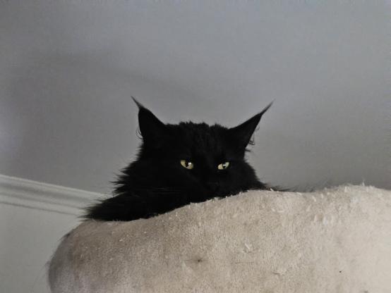 Black long-haired cat "Hope" looking over the edge of a beige cat bed.