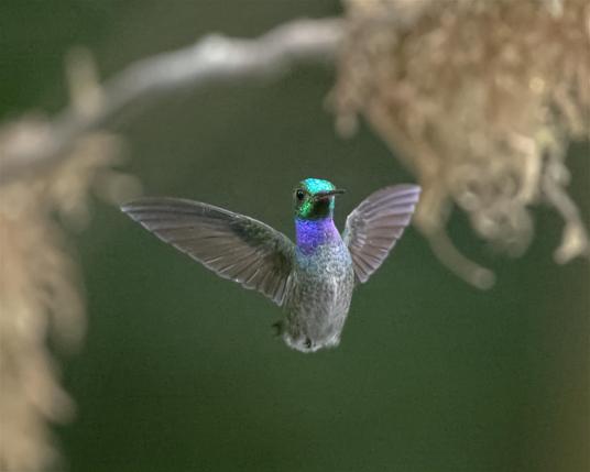 A perky hummingbird is flying toward the viewer at an angle that allows borb's head to flash bright green while the upper breast to flashes violet. The wings are open as if to make an announcement. This is the somewhat poorly named Blue-chested Hummingbird. Canopy Tower. Panama. Photo by Peachfront.