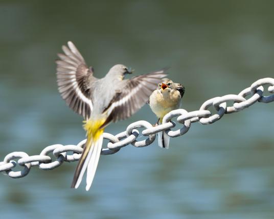 Wagtail lands next to a juvenile on a chain with a bug in its beak.