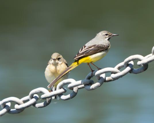 Wagtail standing next to a juvenile on a chain with a bug in its beak.