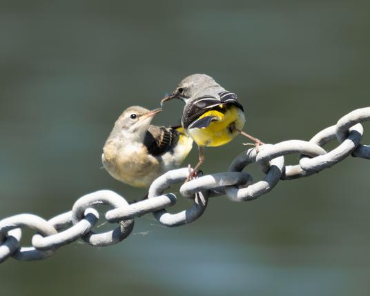 Wagtail offers a bug to its juvenile on a chain.