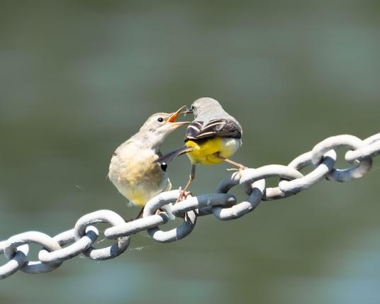 Juvenile wagtail takes a bug from its parent.