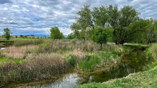 One more view of wetlands, this one with more vegetation (short and tall grasses, cattails, shrubs, and trees) scattered throughout, with some pools of water in and among the vegetation, plus some tilled agricultural fields far in one corner, with mostly cloudy, lumpy cirrostratus skies above, with peeks of blue in between the breaks in the clouds.