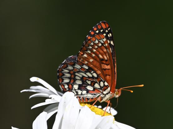 A Checkerspot Butterfly on a Shasta Daisy bloom seen from the side. The highly variable butterfly has a checkered pattern of orange, white, and black above and below its wings. The antennae are orange.