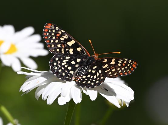 A Checkerspot Butterfly on a Shasta Daisy bloom seen from above. The highly variable butterfly has a checkered pattern of orange, white, and black above and below its wings. The antennae are orange.